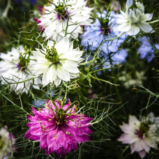 Насіння нігели «Дамаської»