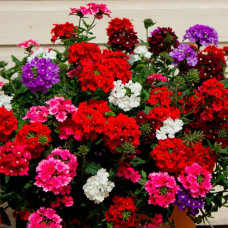 Суміш насіння вербени ампельної «Імаджінейшен»