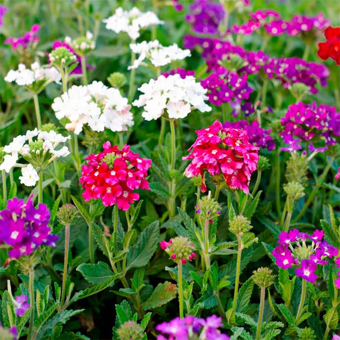 Суміш насіння вербени ампельної «Імаджінейшен»