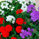Суміш насіння вербени ампельної «Імаджінейшен»