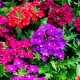 Суміш насіння вербени ампельної «Імаджінейшен»