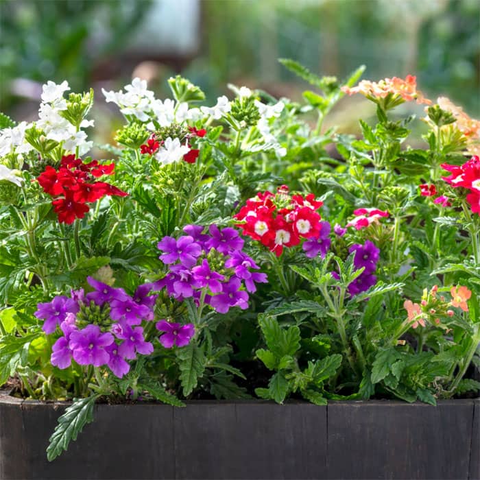 Суміш насіння вербени ампельної «Імаджінейшен»