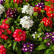 Суміш насіння вербени «Королівський букет F1»