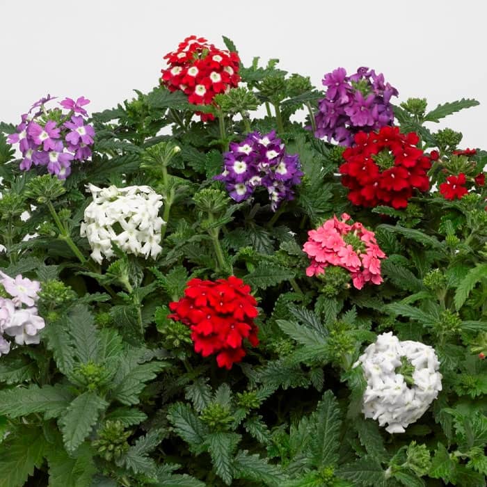 Суміш насіння вербени «Королівський букет F1»