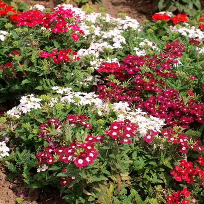 Суміш насіння вербени «Королівський букет F1»