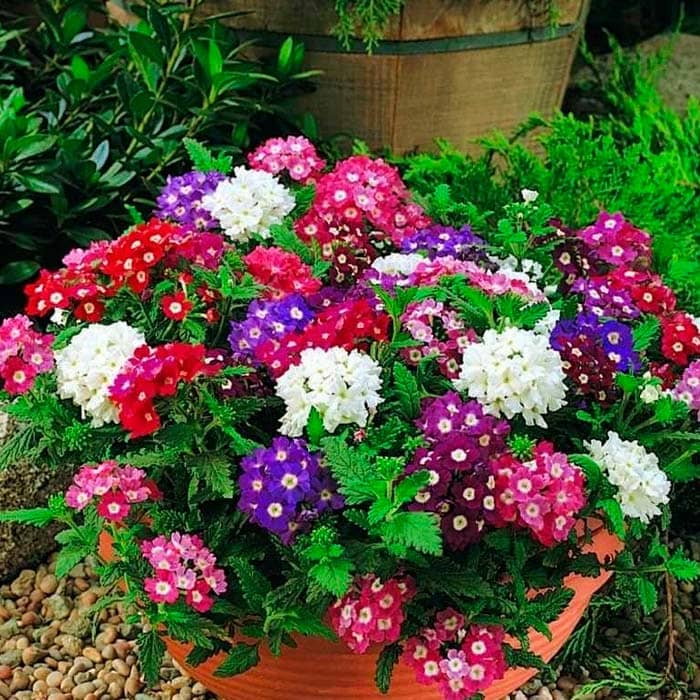 Суміш насіння вербени «Королівський букет F1»