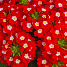 Насіння вербени низькорослої «Люцифер ред F1»