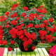 Насіння вербени низькорослої «Люцифер ред F1»