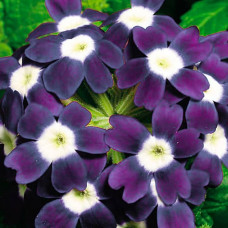 Насіння вербени низькорослої «Мадам F1»