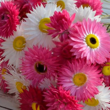 Насіння акроклінуму «Діамантова троянда»