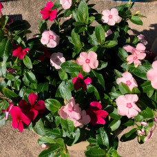 Насіння катарантусу «Кущ барвінку»