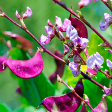Насіння доліхосу «Фіолетові гірлянди»