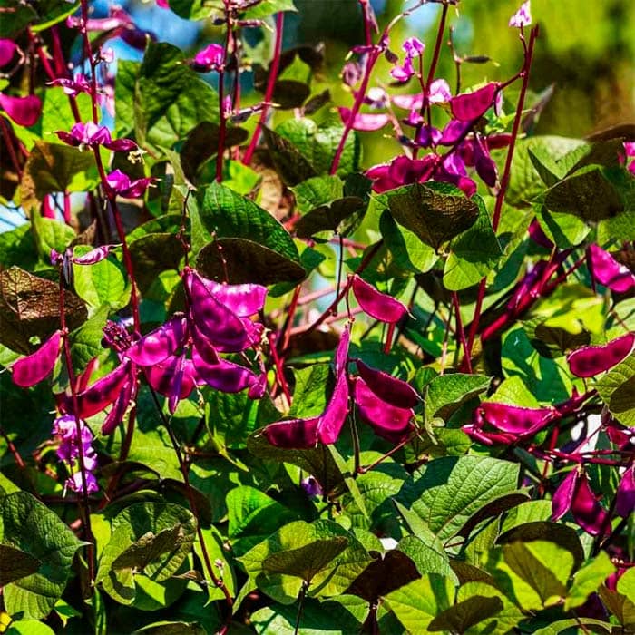 Насіння доліхосу «Рубінові іскри»