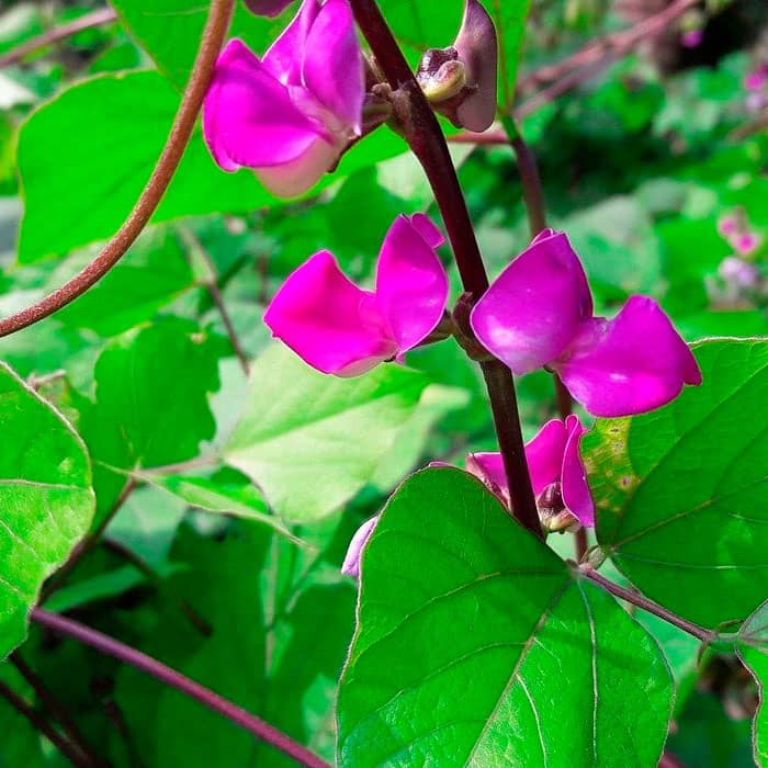 Насіння доліхосу «Рубінові іскри»