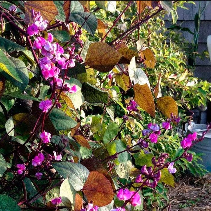 Насіння доліхосу «Рубінові іскри»