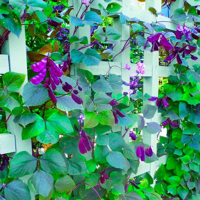 Насіння доліхосу «Рубінові іскри»