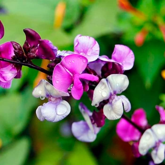 Насіння доліхосу «Рубінові іскри»