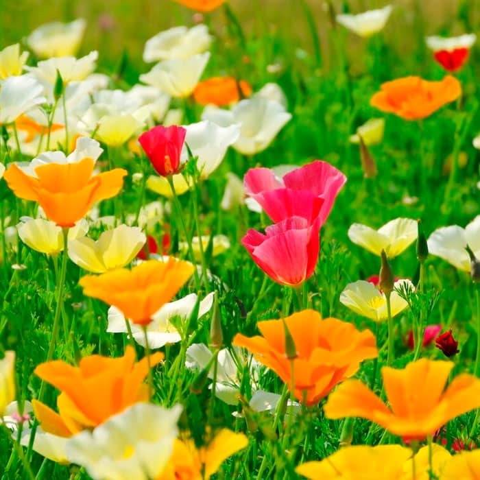 Суміш насіння ешольції «Балерина»