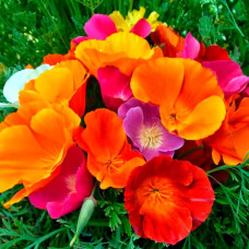 Суміш насіння ешольції «Тайський шовк»