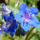 Насіння фацелії «Сапфір»