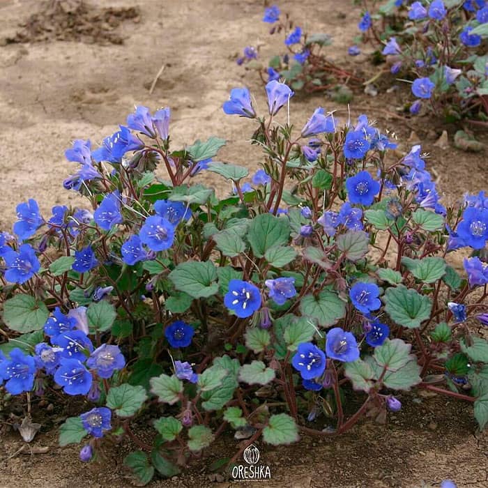 Насіння фацелії «Сапфір»