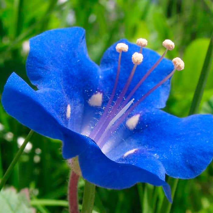 Насіння фацелії «Сапфір»