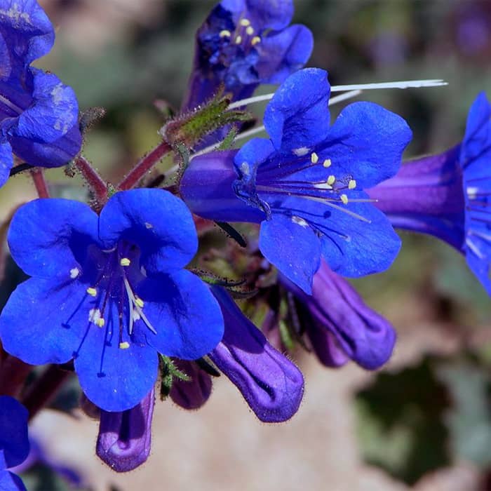 Насіння фацелії «Сапфір»