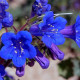 Насіння фацелії «Сапфір»