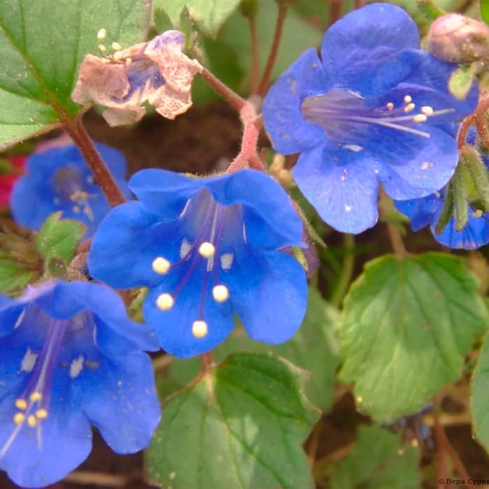 Насіння фацелії «Сапфір»