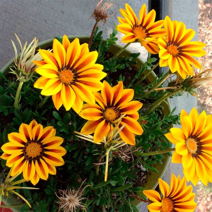 Насіння газанії «Кісс Фрості Мікс F1»