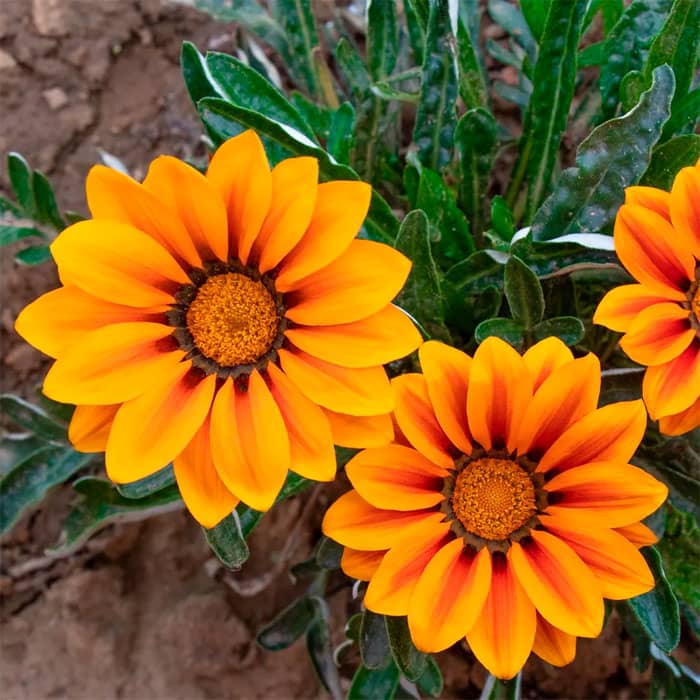 Насіння газанії «Кісс Фрості Мікс F1»