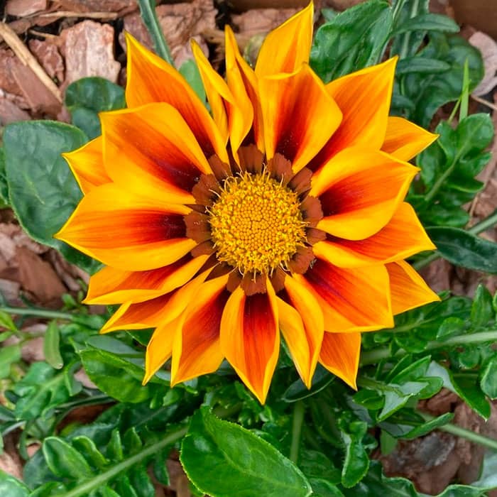 Насіння газанії «Нью Дей Тайгер F1»