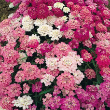 Насіння іберису «Божоле»