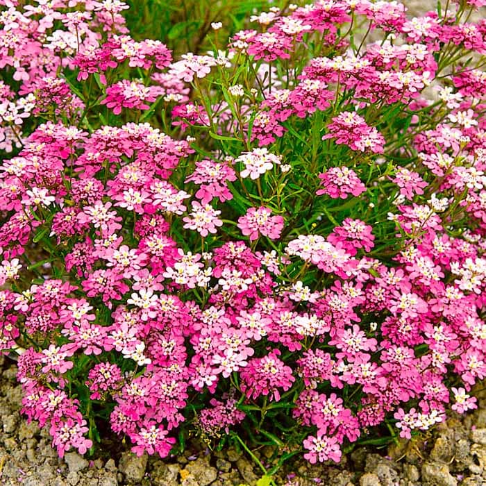 Насіння іберису «Божоле»