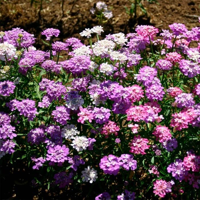 Насіння іберису «Еспресо»