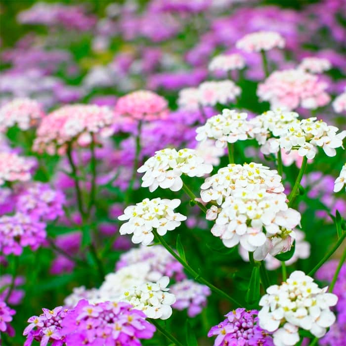 Насіння іберису «Еспресо»