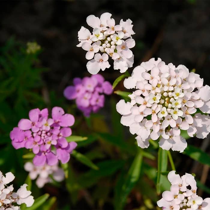 Насіння іберису «Еспресо»