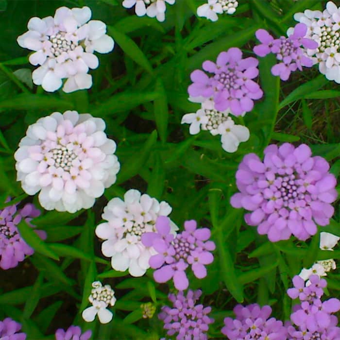 Насіння іберису «Еспресо»