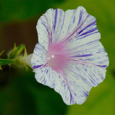 Насіння іпомеї «Карнавал у Венеції»