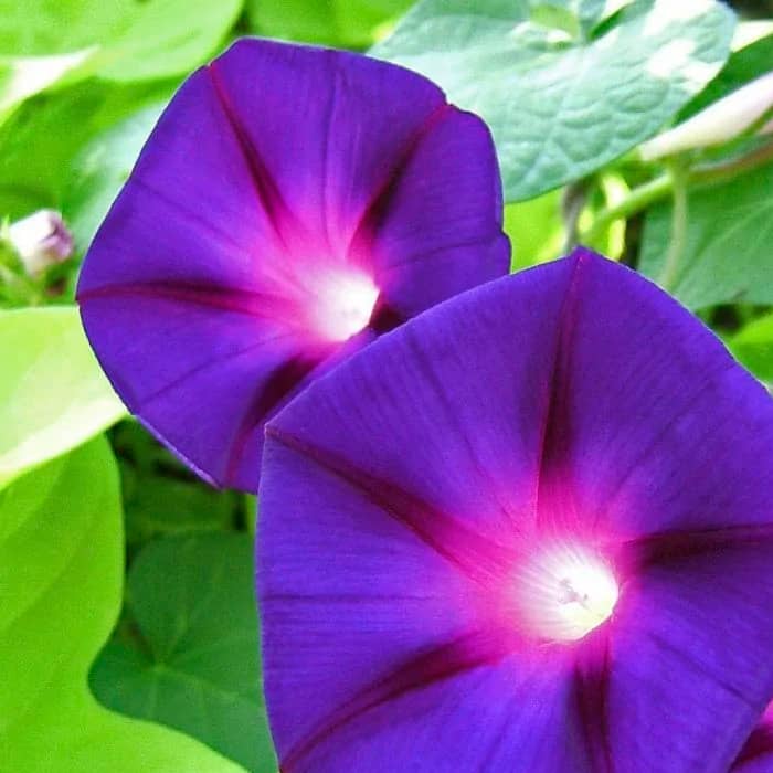 Насіння іпомеї «Лав сторі-mix»