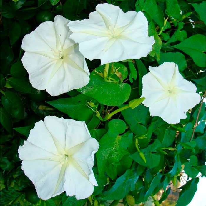 Насіння іпомеї «Лав сторі-mix»