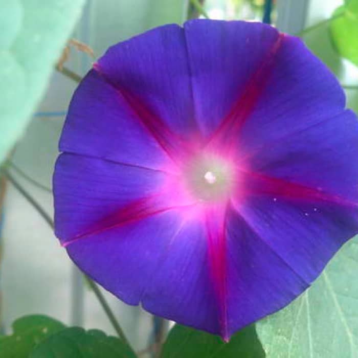 Насіння іпомеї «Лав сторі-mix»