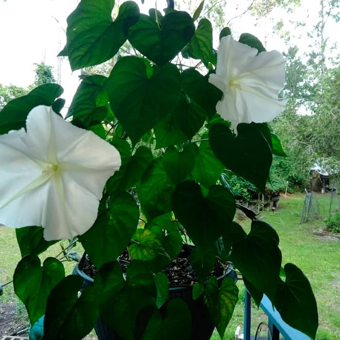 Насіння іпомеї «Лав сторі-mix»