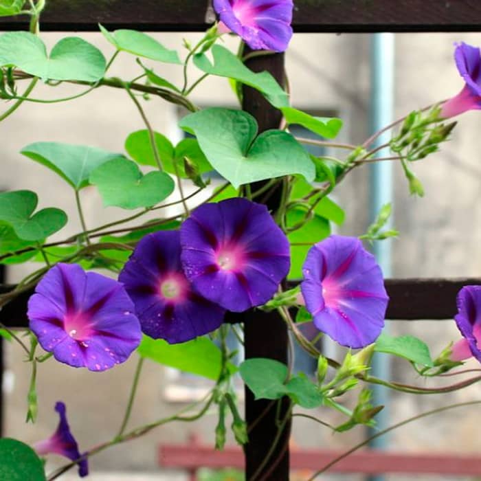 Насіння іпомеї «Лав сторі-mix»