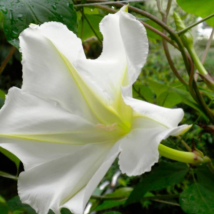 Насіння іпомеї «Лав сторі-mix»