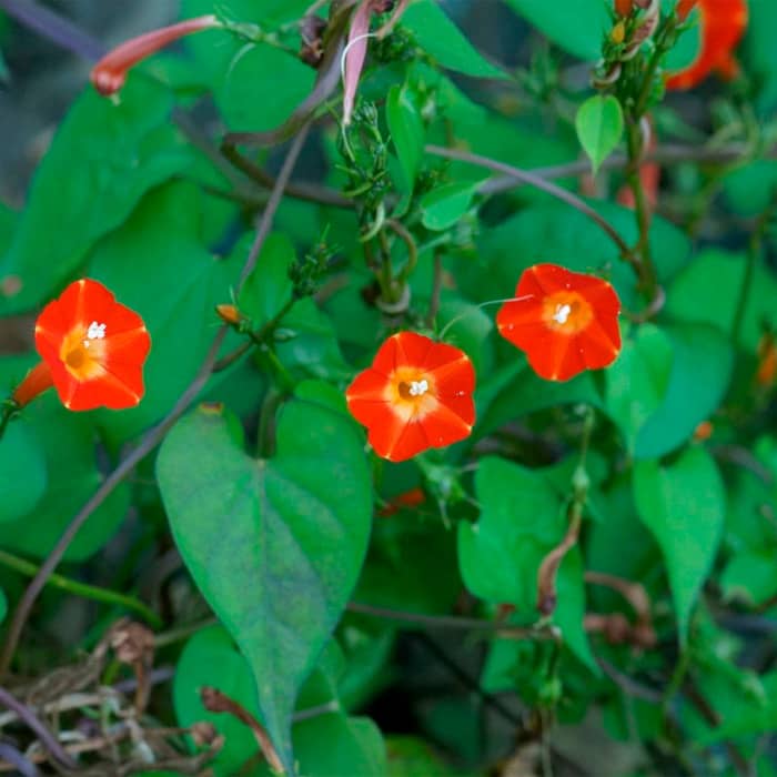 Насіння іпомеї «Оранж глорі»