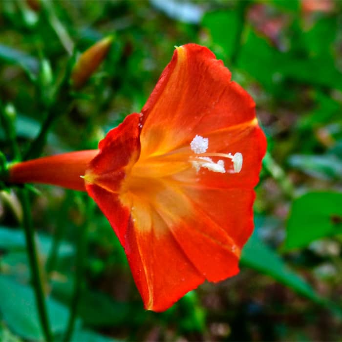 Насіння іпомеї «Оранж глорі»