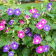 Насіння іпомеї «Райська альтанка»