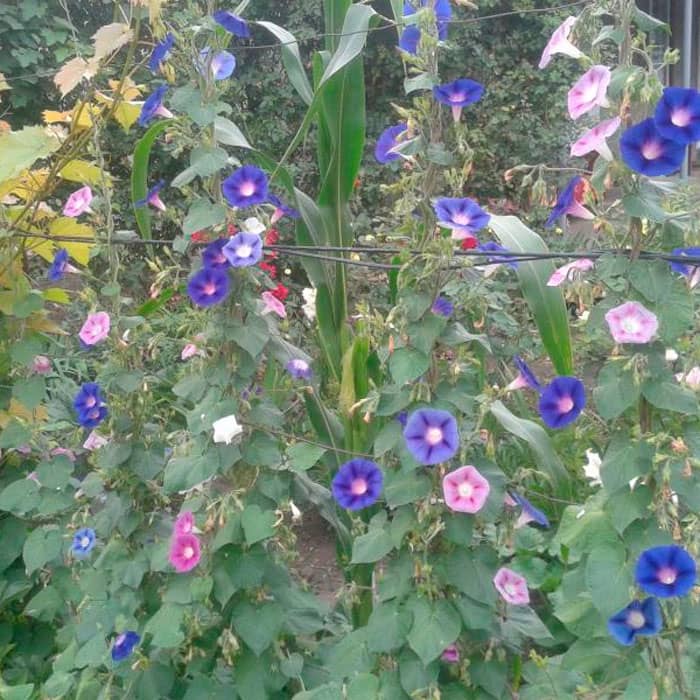 Насіння іпомеї «Райська альтанка»