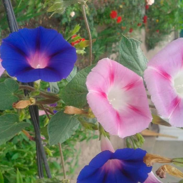 Насіння іпомеї «Райська альтанка»